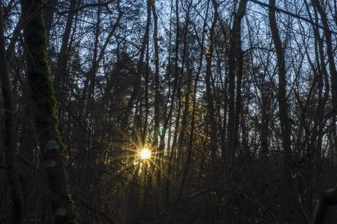 Glowing sun shining through the dense forest Stock Photos
