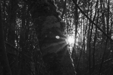 Glowing sun shining through the dense forest Stock Photos