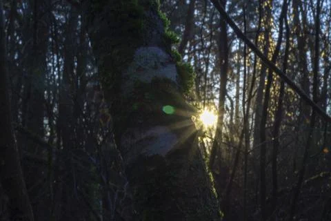 Glowing sun shining through the dense forest Stock Photos