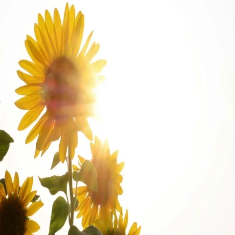 Glowing Sun Through Sunflower Stock Footage