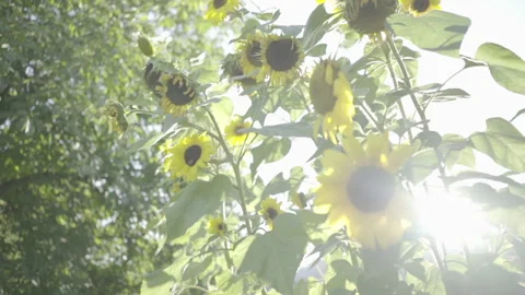 Glowing Sun Through Sunflower Stock Footage 264291472