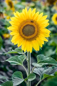 Glowing Sunflower Stock Photos
