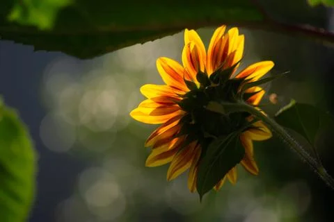 Glowing Sunflower Stock Photos