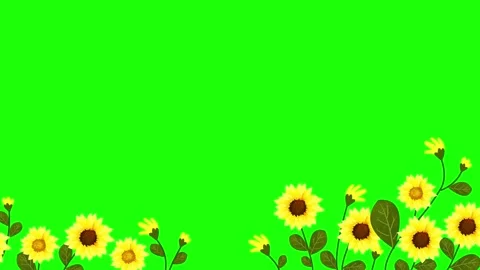Glowing Sunflowers Lower Third Border on Green Screen Chroma Key Stock Footage 336662601