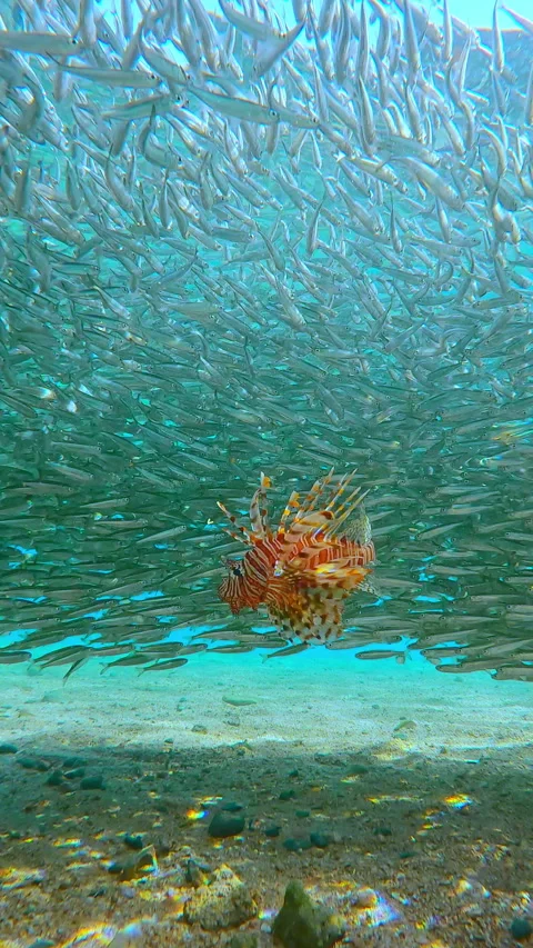 Glowing in sunlight, an orange Lionfish prepares to strike massive spinning Stock Footage 332445344