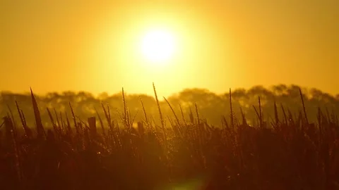 Glowing sunrise light over cornfield. Relaxing golden sunlight over the field. Stock Footage 151255658