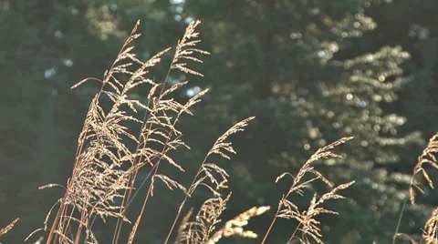 Glowing Tassels in Breeze Stock Footage 8834638