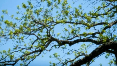 Glowing Tree 1 Stock Footage 89688678