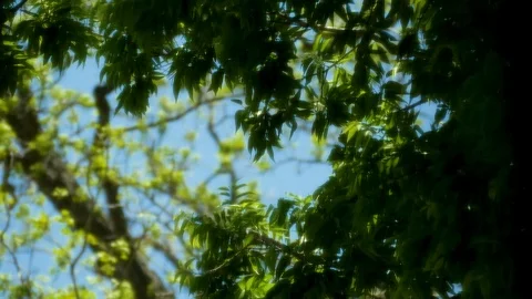 Glowing Tree 1 Stock Footage 89688854