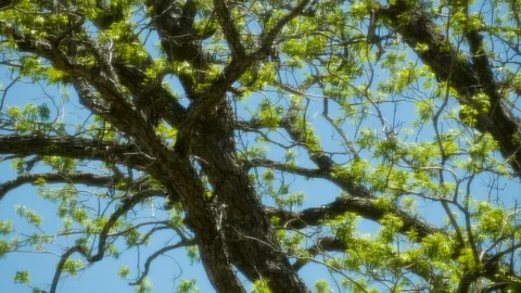 Glowing Tree 11 Stock Footage 89688994