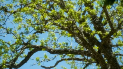 Glowing Tree 12 Stock Footage 89688969