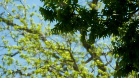 Glowing Tree 2 Stock Footage 89688666