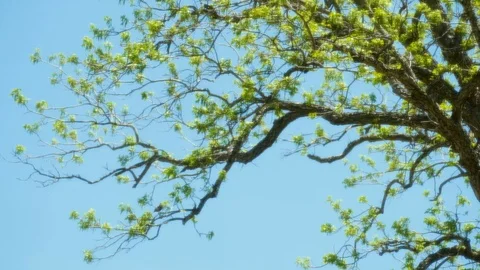 Glowing Tree 3 Stock Footage 89688687