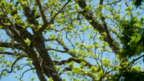 Glowing Tree 4 Stock Footage 89688682