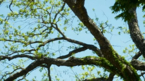 Glowing Tree 5 Stock Footage 89688686