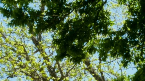 Glowing Tree 6 Stock Footage 89688817