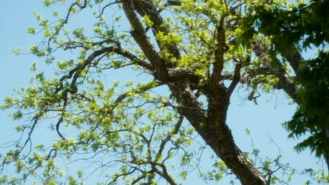 Glowing Tree 7 Stock Footage 89688835