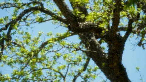 Glowing Tree 8 Stock Footage 89688838