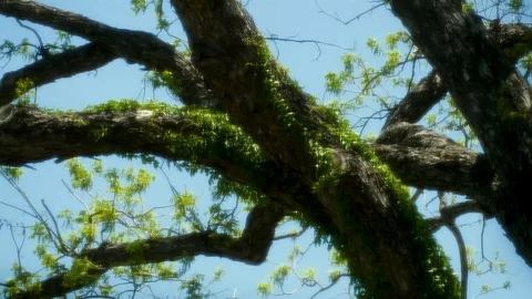 Glowing Tree 9 Stock Footage 89688822