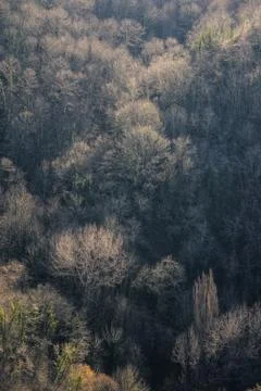 Glowing tree branches in the woods in winter Foto stock