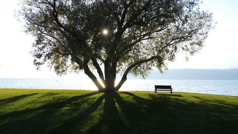 Glowing Tree By Lake Stock Footage 98894800