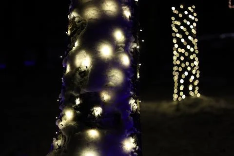 Glowing tree trunks Stock Photos