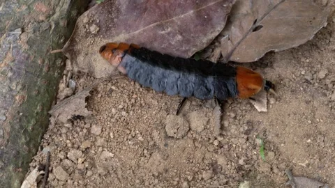 Glowing Trilobite Beetle Larva Crawling on Forest Floor Vidéo 335801335