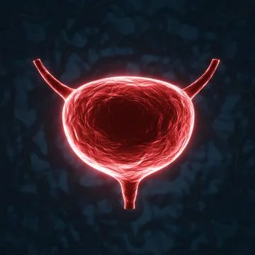 Glowing urinary bladder on a dark blue background Foto stock