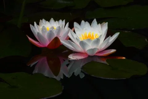Glowing Water Lilly with Reflection Stock Photos