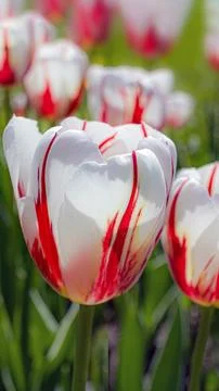 Glowing white with red streaks tulips in flowerbed. Close-up Stock Photos