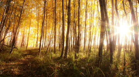 Glowing Yellow Aspen Timelapse Stock Footage 24717472