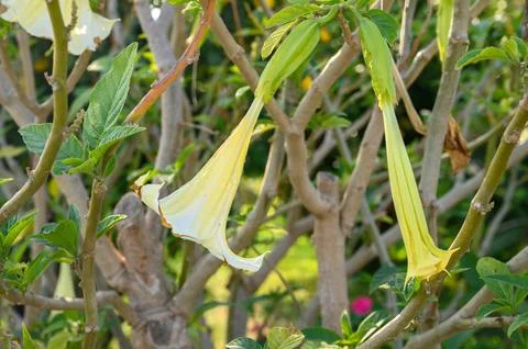 Glowing yellow petals sway gently in the warm afternoon sunlight of a tranq.. Stock Photos