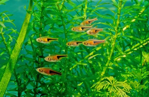 Glowlight rasbora Stock Photos
