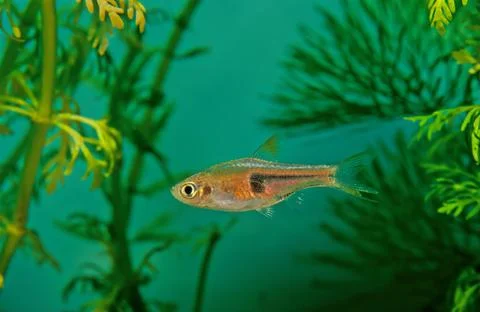 Glowlight rasbora Stock Photos