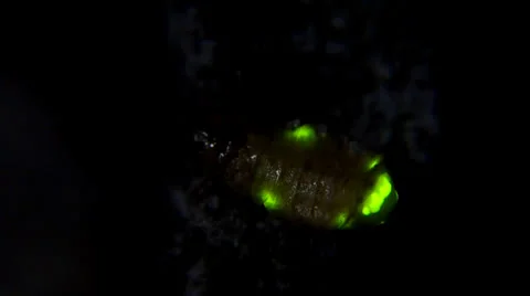 Glowworm 001 Stock Footage 24166001