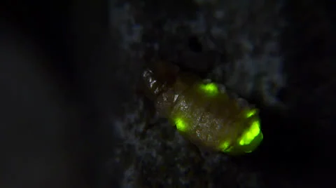 Glowworm 003 Stock Footage 24168198