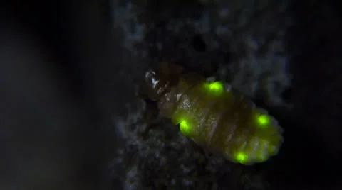 Glowworm 004 Stock Footage 24168828