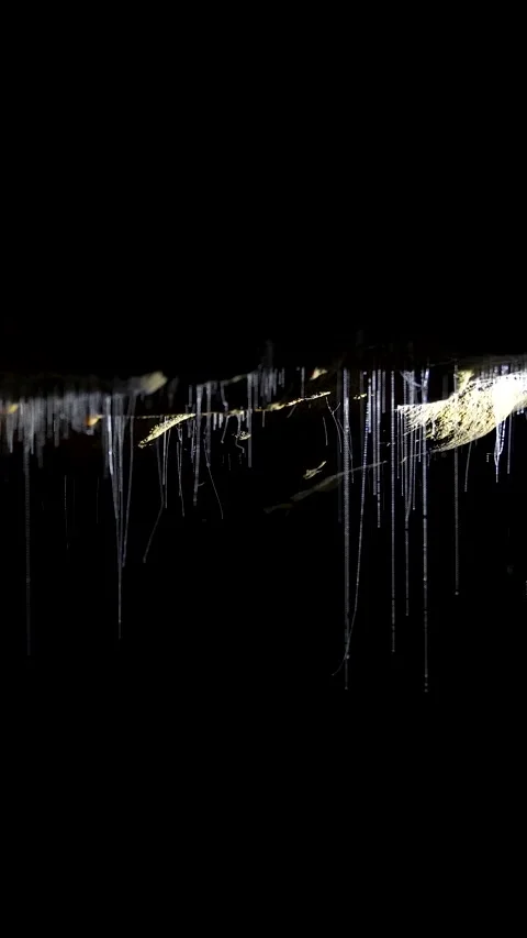 Glowworm Silk Threads in Waitomo Cave Stock Footage 335969102