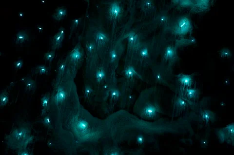 Glowworms Stock Photos