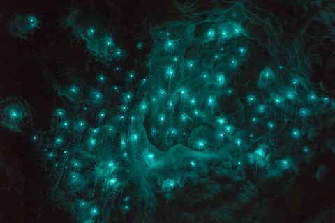 Glowworms in waitomo Stock Photos