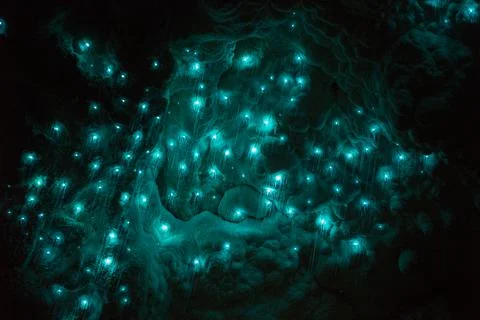 Glowworms in waitomo Stock Photos