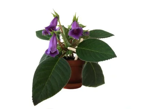 Gloxinia Stock Photos