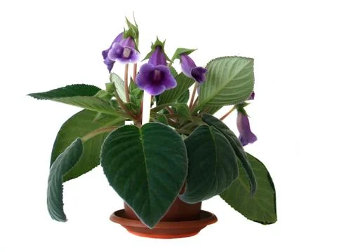 Gloxinia Stock Photos