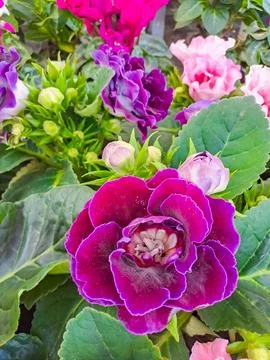 Gloxinia. View of assortment of decor for interior shop in store of shopping Stock Photos