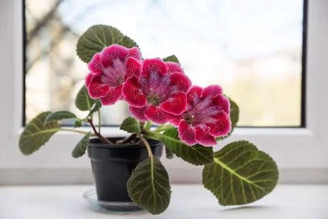 Gloxinia on the windowsill Stock Photos