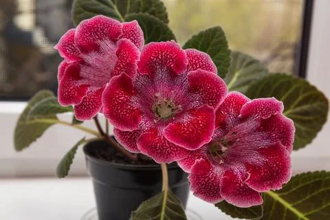 Gloxinia on the windowsill Stock Photos