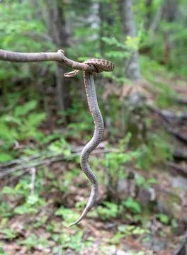Gloydius halys on a stick in the forest Stock Photos