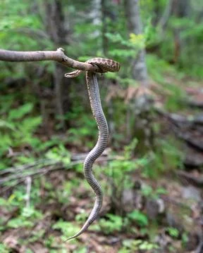 Gloydius halys on a stick in the forest Stock Photos