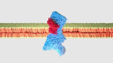 GLP-1 Hormone Molecule 3D Medical Animation – Molecular Visualization Vídeo Stock 344396841