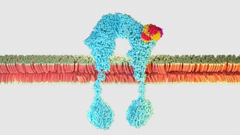 GLP-1 Receptor Binding 3D Medical Animation – Hormone Signaling Visualization Stock Footage 344398460